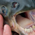 Un cousin du piranha trouvé dans la Seine