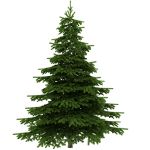 Recycler son sapin de Noël