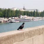 Logistique écologique grâce à la Seine et des vélos électriques